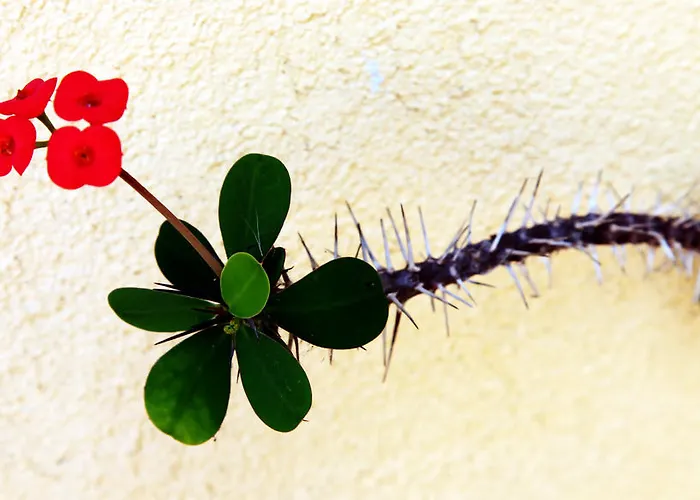 Apartament Donna Lia Bagheria